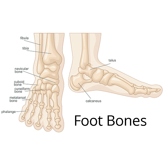 Foot fractures, foot bones