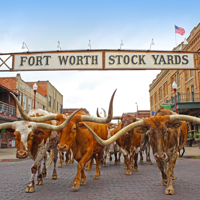 Texas Dallas Fort Worth longhorns careers